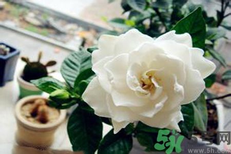 梔子花可以降血糖嗎？梔子花茶可以降血糖嗎？