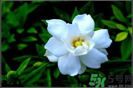 梔子花可以降血糖嗎？梔子花茶可以降血糖嗎？