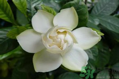 寶寶可以聞梔子花的味道嗎？寶寶聞梔子花的味道好嗎？