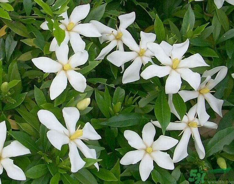梔子花的葉子為什么會發(fā)黃？梔子花的葉子發(fā)黃了怎么辦？