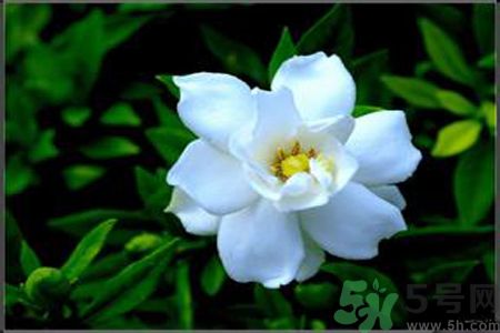 梔子花的葉子為什么會發(fā)黃？梔子花的葉子發(fā)黃了怎么辦？