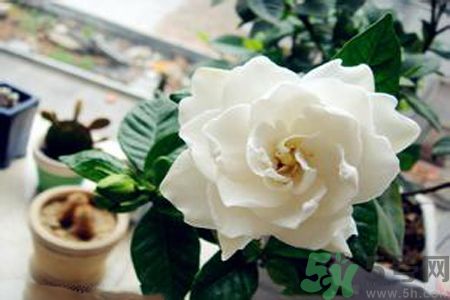 梔子花茶是熱性還是涼性？梔子花茶是涼性的嗎？