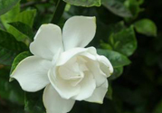 梔子花可以安神嗎？梔子花可以治療失眠嗎？