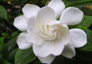 梔子花的葉子為什么會(huì)發(fā)黃？梔子花的葉子發(fā)黃了怎么辦？