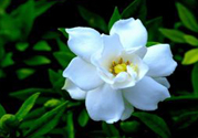 梔子花茶可以降血壓嗎？梔子花泡水可以降血壓嗎？