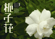梔子花可以減肥嗎？梔子花怎么減肥？