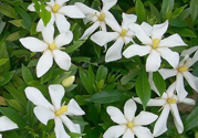 梔子花茶是熱性還是涼性？梔子花茶是涼性的嗎？