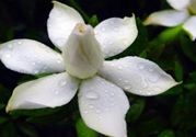 梔子花茶可以補(bǔ)血嗎？貧血可以喝梔子花茶嗎？