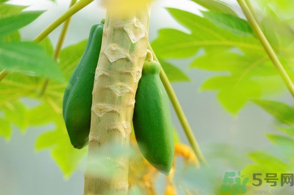 木瓜是水果還是蔬菜？青木瓜是水果嗎？