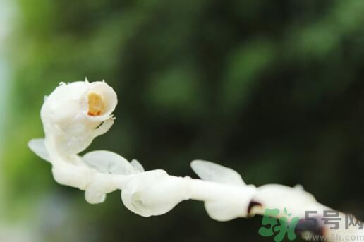 死亡之花可以吃嗎？死亡之花吃了會(huì)中毒嗎？