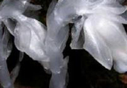 陜西發(fā)現(xiàn)死亡之花 水晶蘭為什么叫死亡之花？