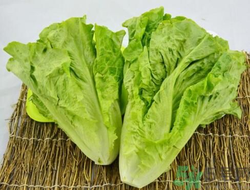 生菜會(huì)引起過(guò)敏嗎？吃生菜會(huì)過(guò)敏嗎？