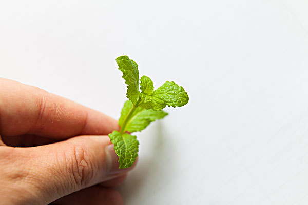 薄荷能治蕁麻疹嗎？蕁麻疹喝薄荷茶有用嗎？