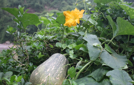 南瓜吃了皮膚會(huì)變黃嗎？吃南瓜對(duì)皮膚有什么影響？