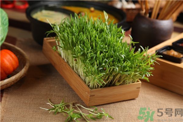 空心菜是菠菜嗎？空心菜是不是菠菜？