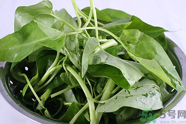 空心菜是菠菜嗎？空心菜是不是菠菜？