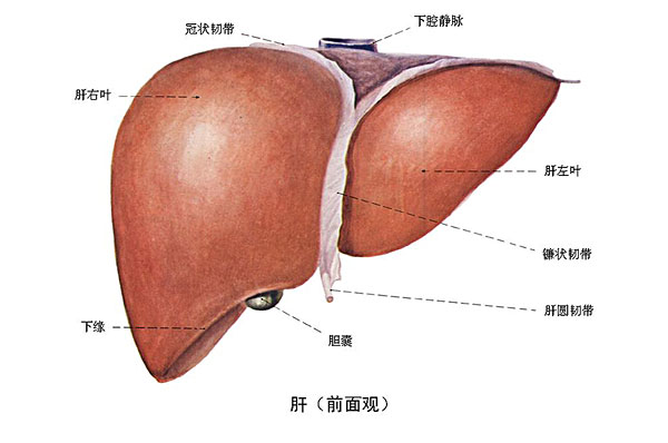 臉上長(zhǎng)痘能吃南瓜嗎？臉上長(zhǎng)痘吃南瓜好不好？