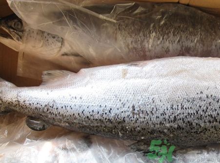 三文魚(yú)可以和胡蘿卜一起吃嗎?