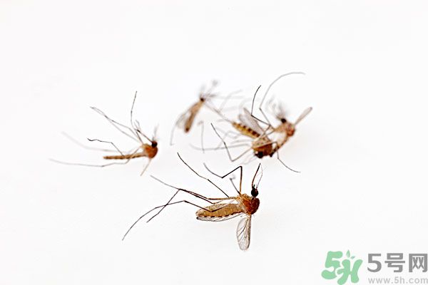 點(diǎn)蚊香為什么還有蚊子？為什么點(diǎn)蚊香沒有用了？