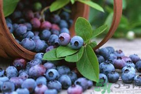 藍莓是不是發(fā)物？藍莓是發(fā)物嗎？
