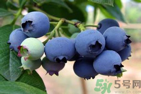藍莓上面的白色的東西是什么？藍莓上面的白色的東西可以吃嗎？