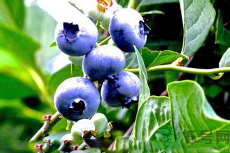 什么是藍(lán)莓李果？藍(lán)莓李果和藍(lán)莓的區(qū)別？