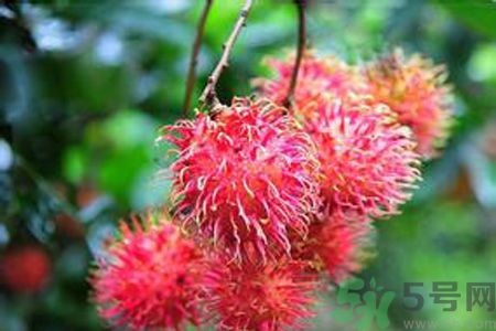 怎么挑選紅毛丹？紅毛丹的選購(gòu)方法