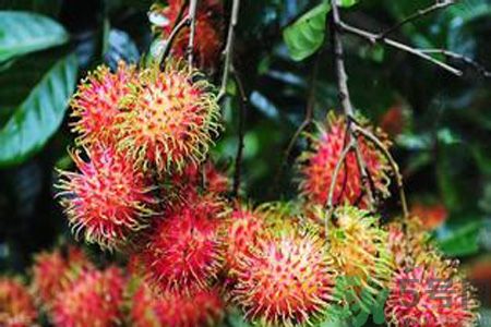 紅毛丹的殼可以吃嗎？紅毛丹的皮可以吃嗎？