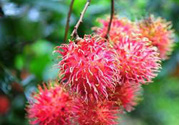 寶寶可以吃紅毛丹嗎？寶寶多大了可以吃紅毛丹？