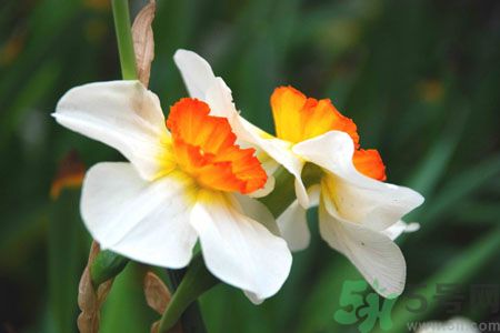 父親節(jié)送什么花好？父親節(jié)送什么花？