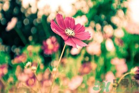 父親節(jié)送什么花好？父親節(jié)送什么花？