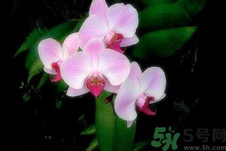 父親節(jié)送什么花好？父親節(jié)送什么花？