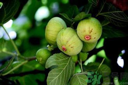 無花果是發(fā)物嗎？無花果樹不是發(fā)物？