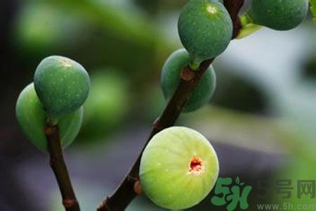 無花果是酸性還是堿性？無花果是堿性嗎？