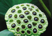月經(jīng)期可以吃蓮蓬嗎?來(lái)大姨媽能吃蓮蓬嗎?