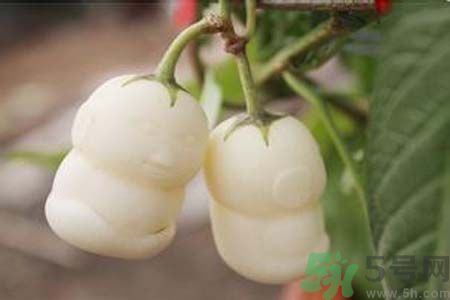 人參果是發(fā)物嗎？人參果是不是發(fā)物？