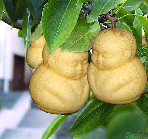 哺乳期可以吃人參果嗎？哺乳期吃人參果好嗎？