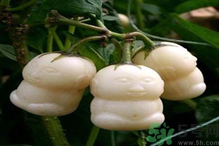 哺乳期可以吃人參果嗎？哺乳期吃人參果好嗎？