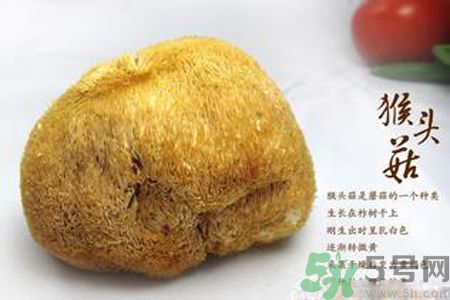 猴頭菇是發(fā)物嗎？猴頭菇是不是發(fā)物？