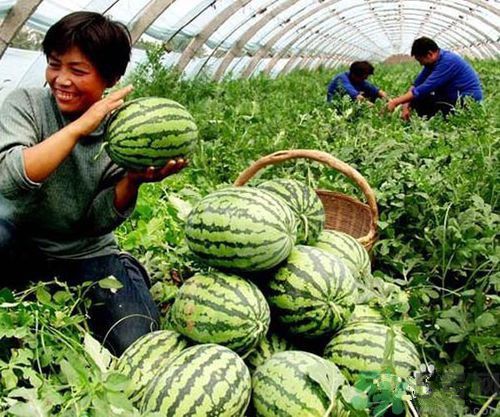 買(mǎi)西瓜為什么要拍?中國(guó)人買(mǎi)西瓜為什么喜歡敲敲
