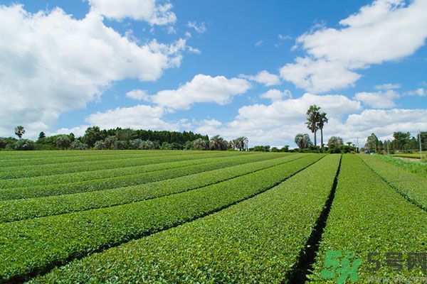 綠茶可以去黑眼圈嗎？綠茶去黑眼圈的方法
