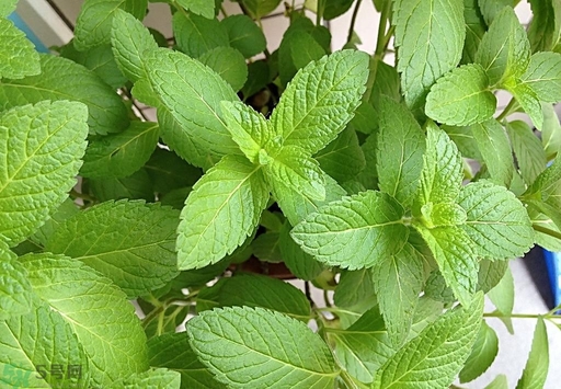 薄荷能美白嗎？薄荷有什么功效和作用？