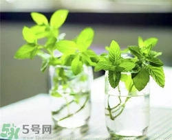 薄荷能美白嗎？薄荷有什么功效和作用？