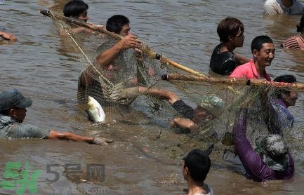 發(fā)洪水怎么抓魚？發(fā)洪水時(shí)的抓魚方法