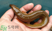 泥鰍死了還能吃嗎？死泥鰍能不能吃？