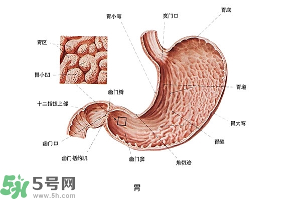 防胃癌的食物有哪些？多吃什么預防胃癌？