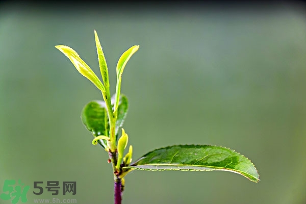 綠茶是酸性還是堿性?綠茶是酸性的嗎？