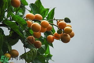 孕婦能吃黃皮果嗎？孕婦吃黃皮果好嗎？