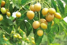 黃皮果是熱性還是涼性？黃皮果是涼性嗎？