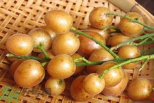 黃皮果是不是發(fā)物？黃皮果是發(fā)物嗎？
